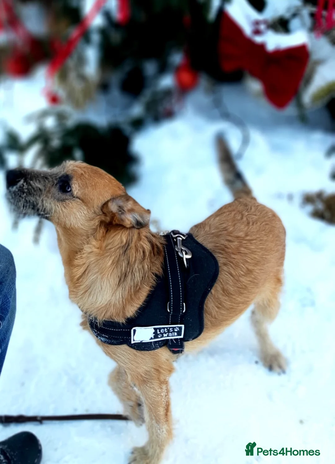 Mixed Breed dogs for adoption: 💙NIKE💙7 month old boy who lives with 17 cats🐱😍 - Advert 8