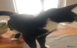 Mixed Breed cats for sale: Female cat for rehoming - Image 2