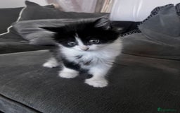Mixed Breed cats for sale: Kittens for sale - Image 1