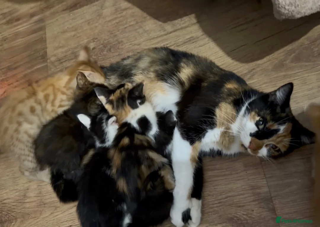 Mixed Breed cats for sale: Beautiful kittens ready for loving homes  - Advert 2