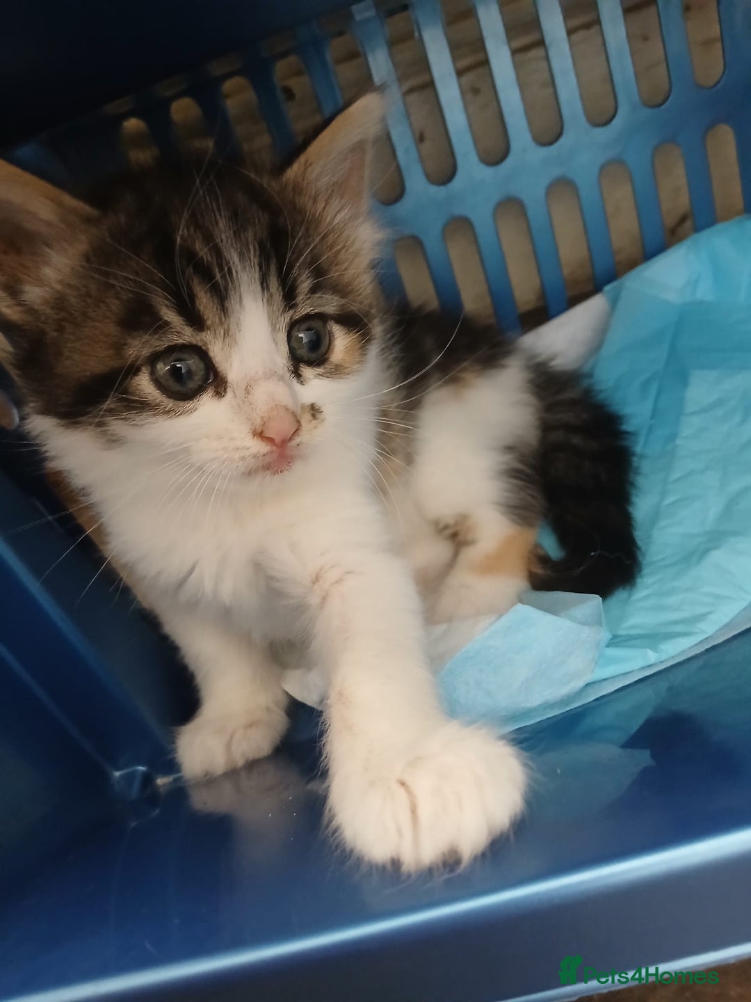 Mixed Breed cats for sale: Kittens for sale - Image 4