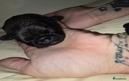 Pug dogs for sale: 6 beautiful pug puppies  - Image 9