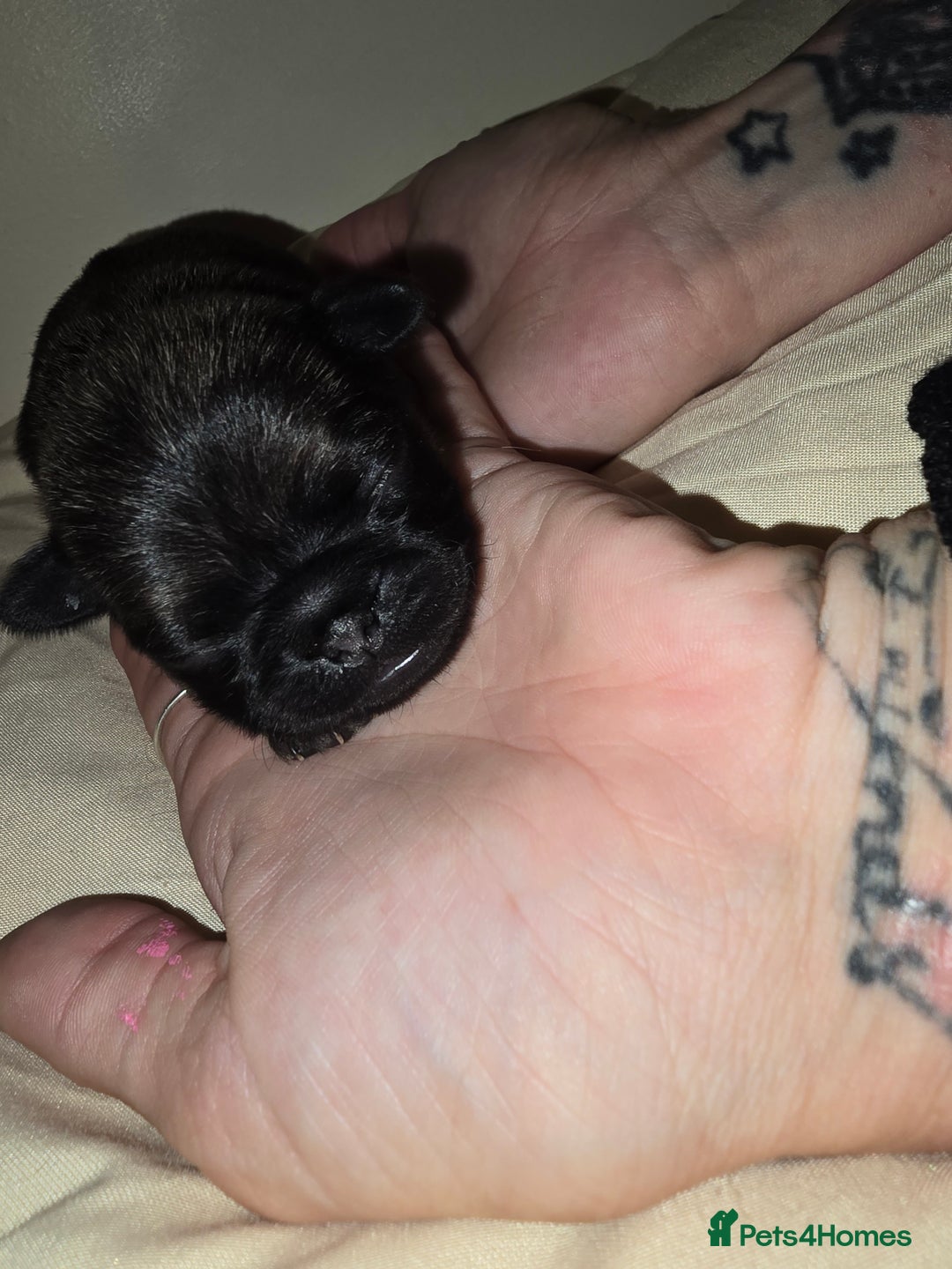 Pug dogs for sale: 6 beautiful pug puppies  - Image 9