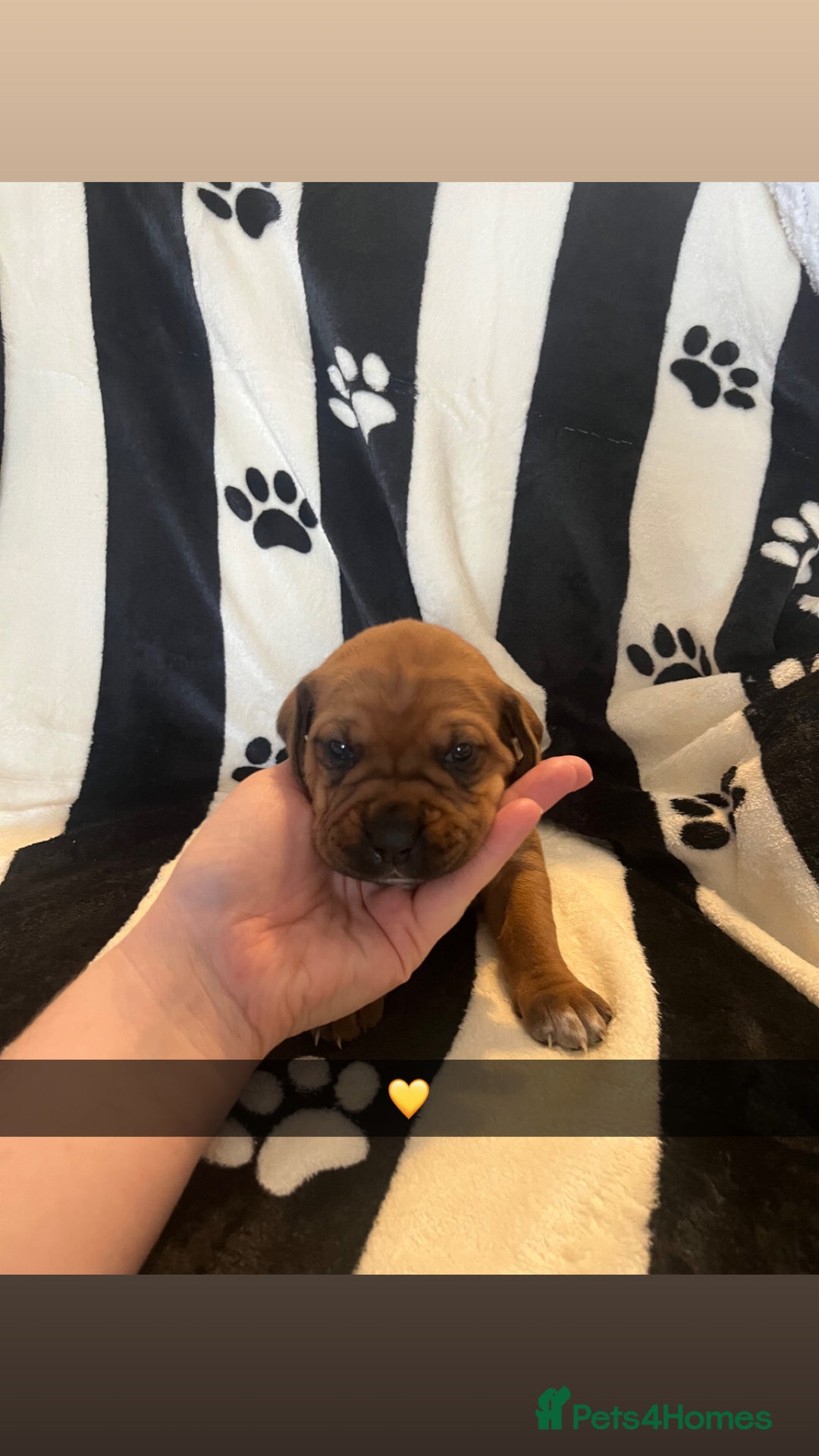 Mixed Breed dogs for sale: Boxsla (Boxer/Vizsla)  - Image 5