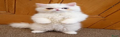 Persian 1