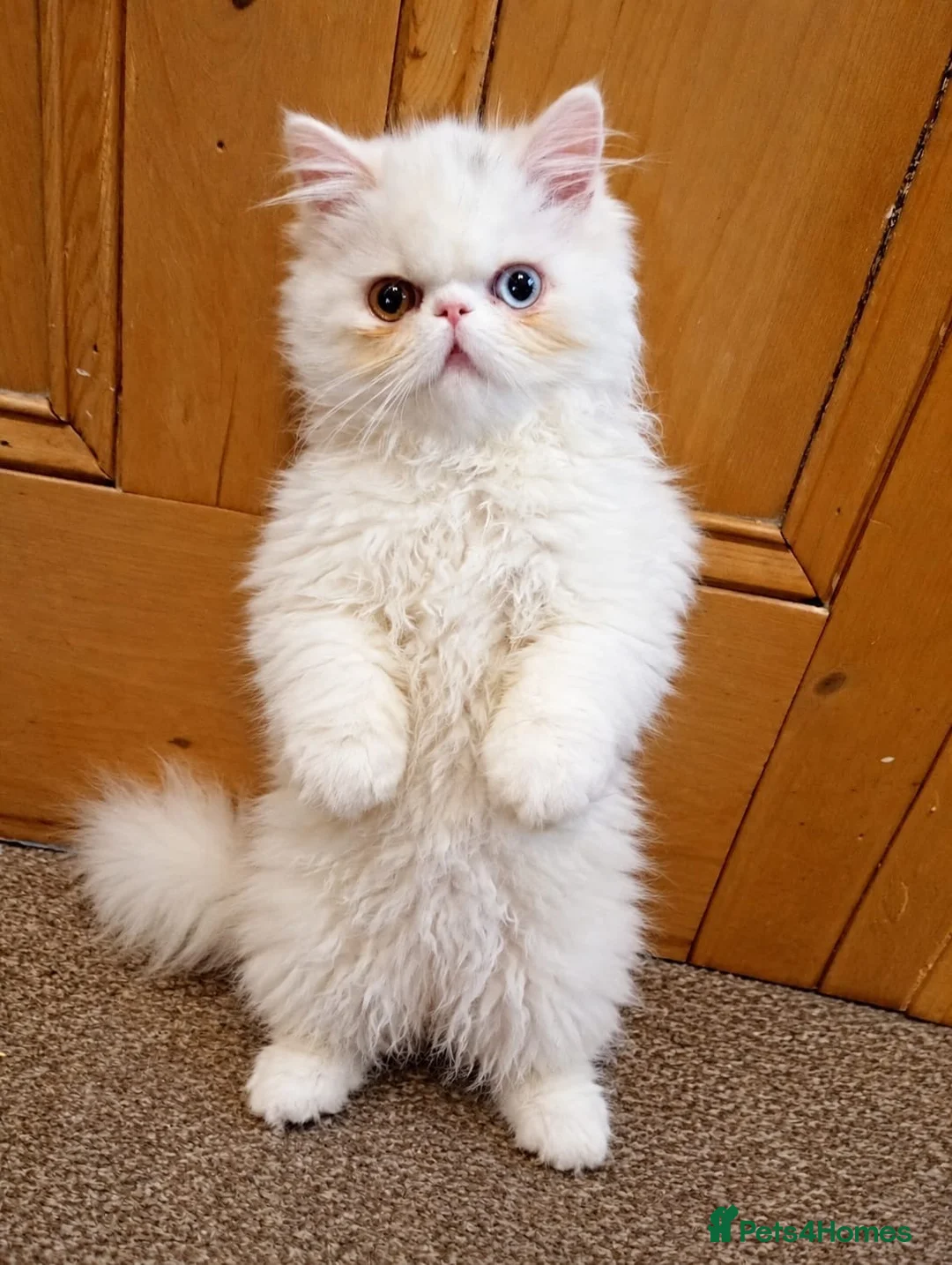 Persian cats for sale: Odd eyed male kitten  - Advert 2