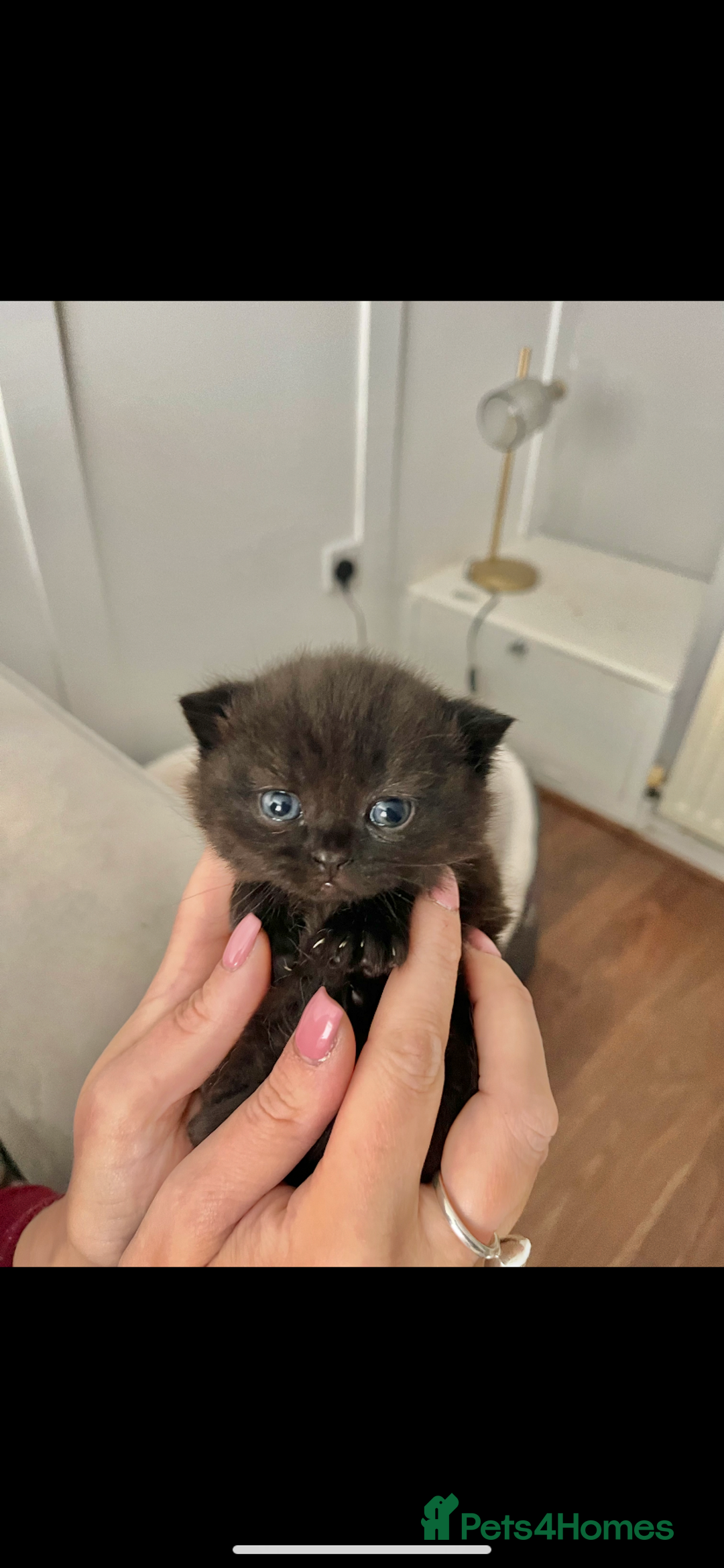 British Shorthair cats for sale: 5 Beautiful British Shorthair Kittens - Advert 1