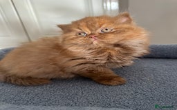 British Shorthair cats for sale: Gorgeous Cinnamon BSH and BLH kittens  - Image 1