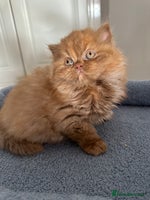 British Shorthair cats - Advert 2