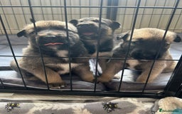 Shepsky dogs for sale: Shepsky - Image 14