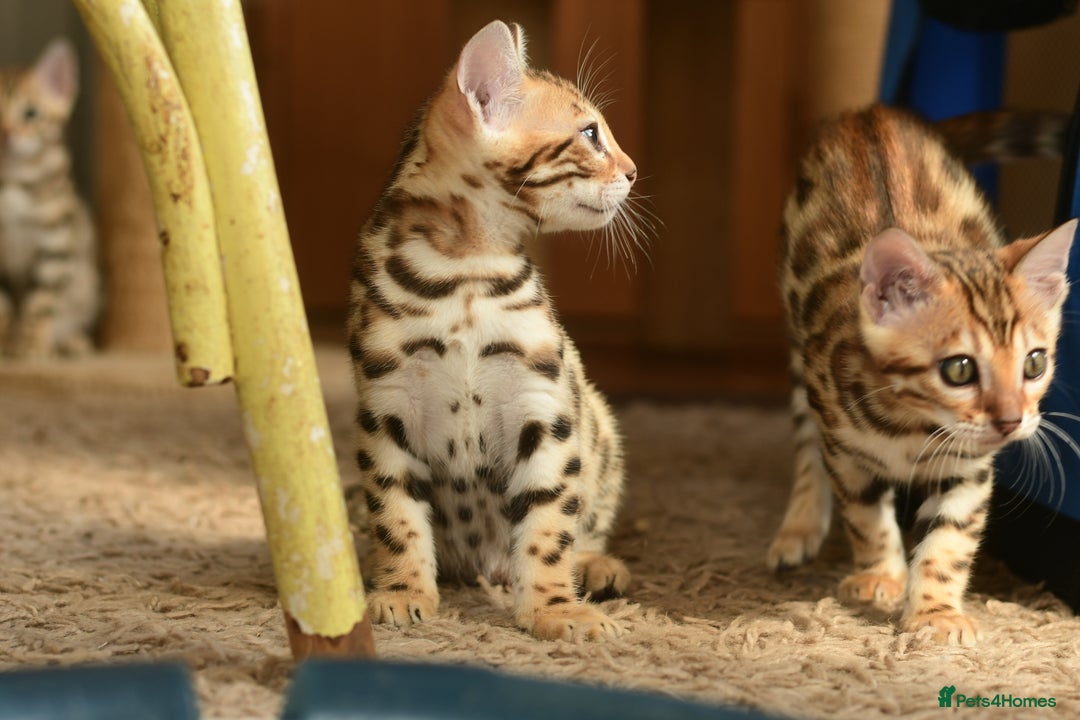 Bengal cats for sale: Show quality Bengal kittens available  - Image 13