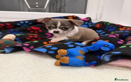 Chihuahua dogs for sale: Stunning chihuahua litter  - Image 15