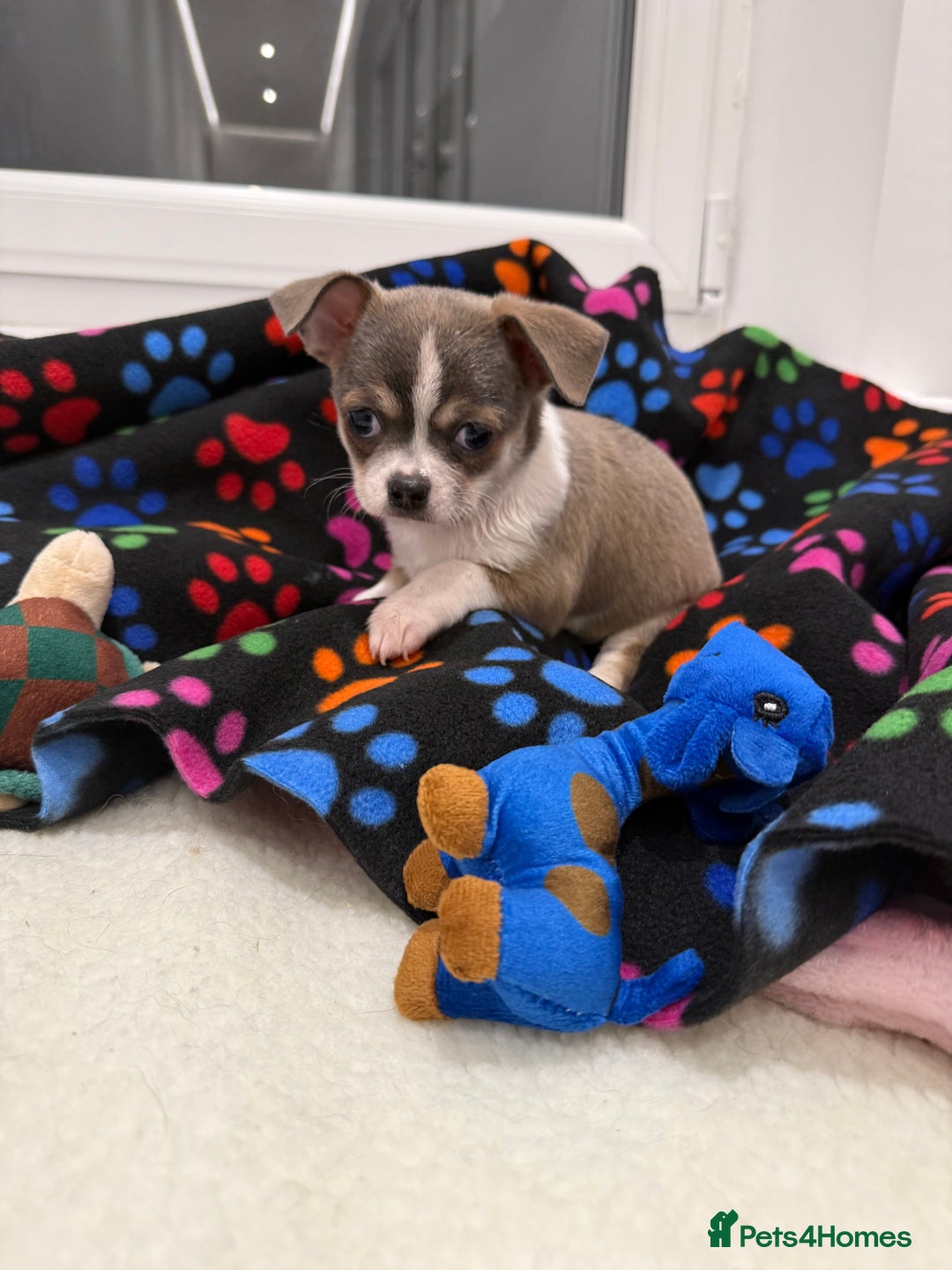 Chihuahua dogs for sale: Stunning chihuahua litter  - Image 15