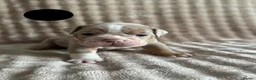 Olde English Bulldogge dogs for sale: Reduced!!✨Olde English Bulldogges ✨  - Advert 30