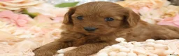 Cavapoo dogs for sale: *HEALTH TESTED* Cavapoo Puppies - Advert 15