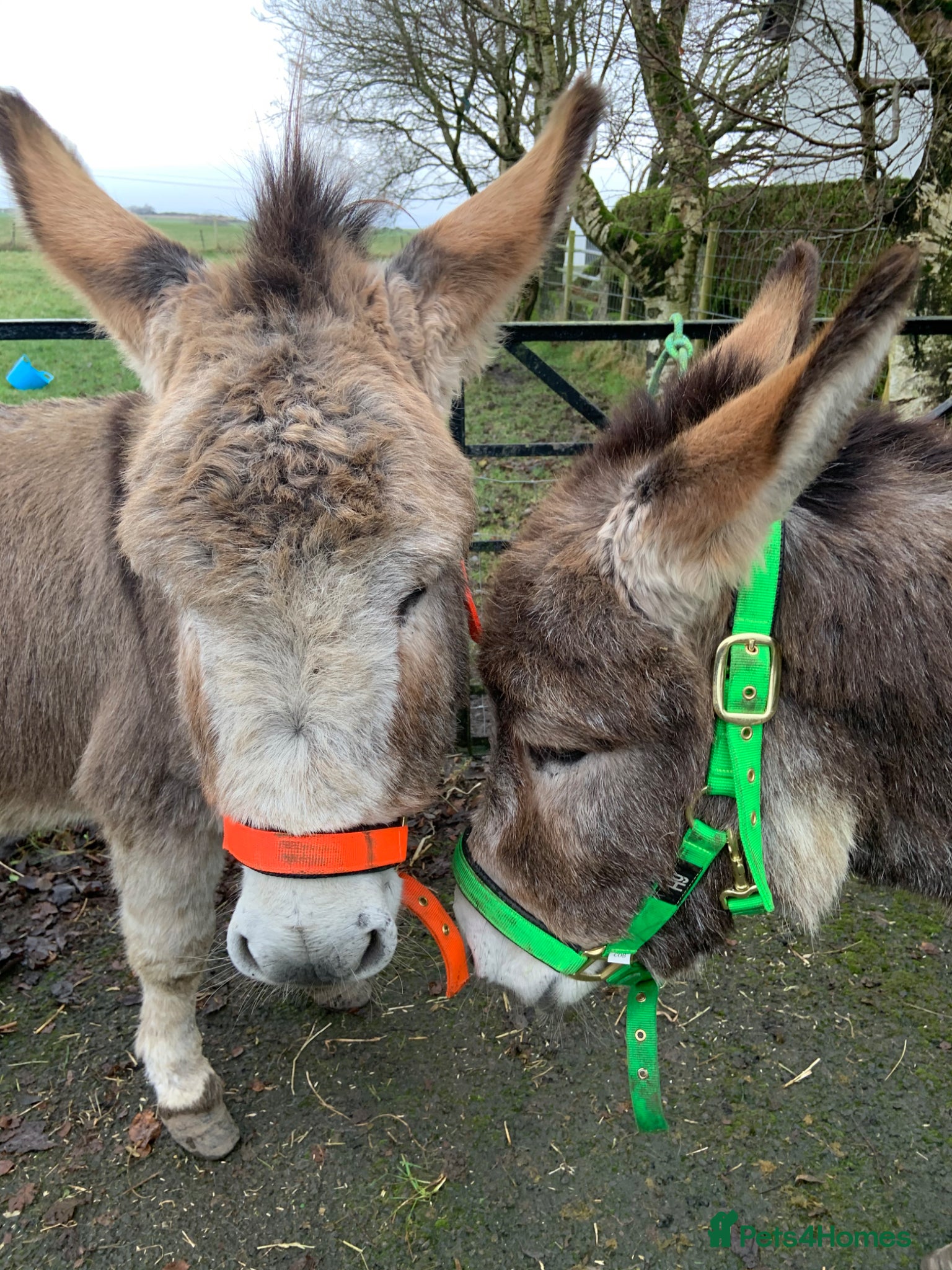 Other Breed horses 2 Bonded Gelding Donkeys and 2 Male Pygmy Goats  - Advert 1