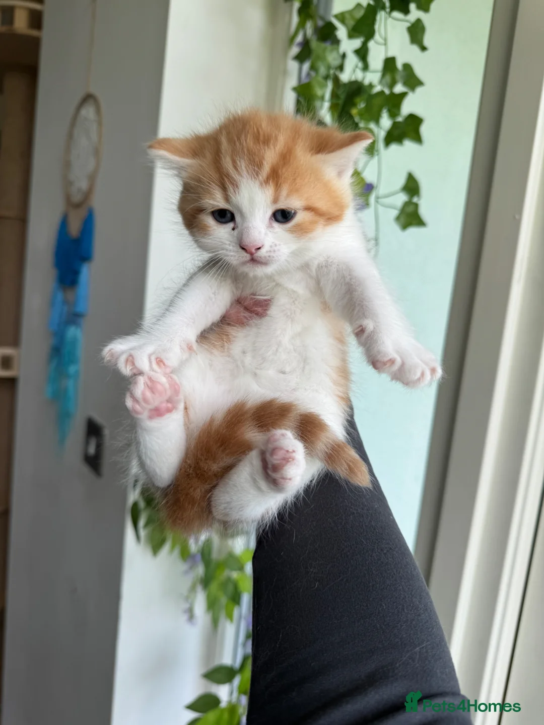 Ragdoll cats for sale: Beautiful Calico x Ragdoll Kittens  - Advert 2