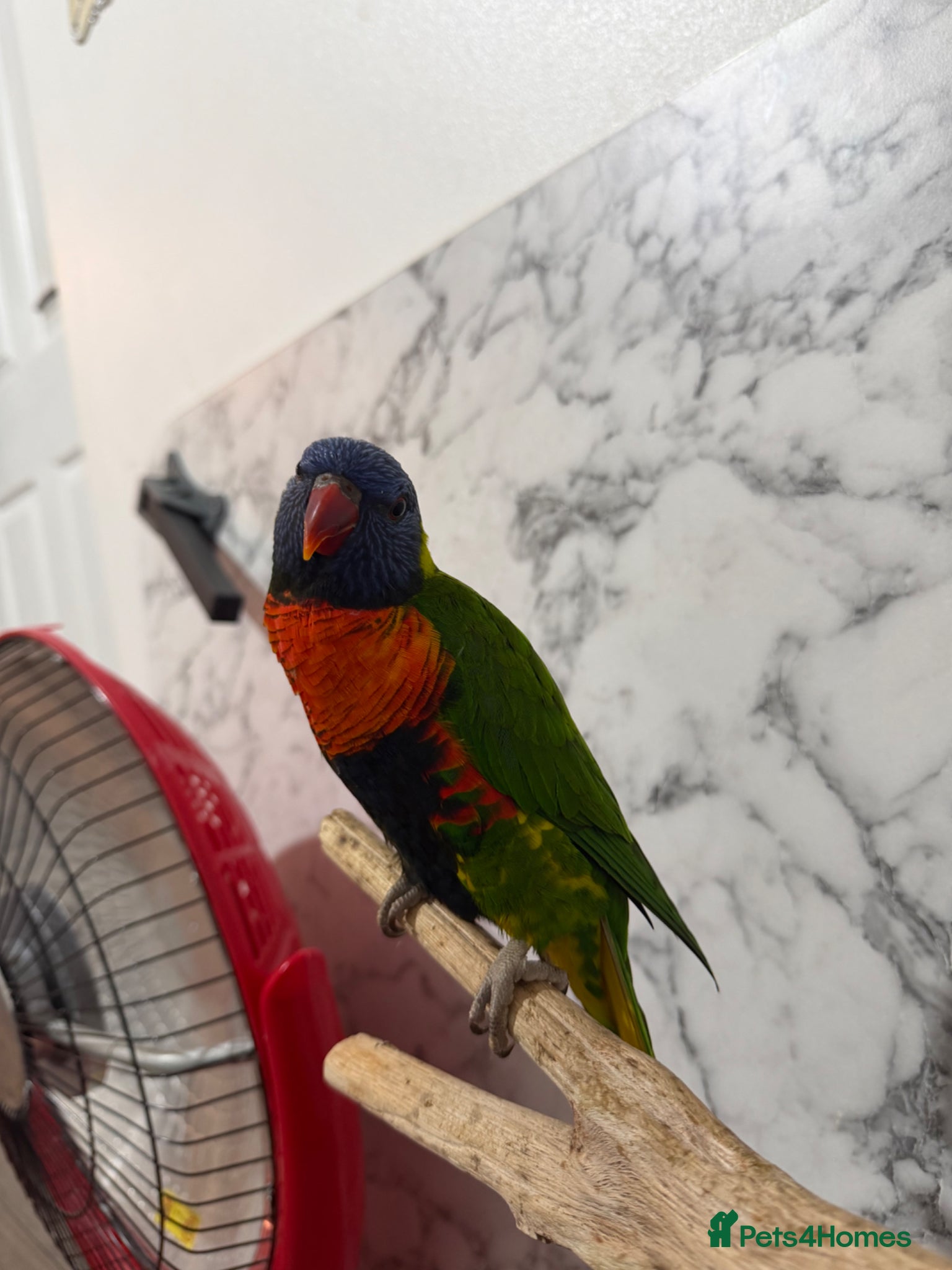 Ringnecks birds Lorikeet  - Advert 14