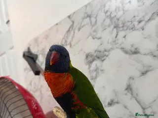 Ringnecks birds Lorikeet - Advert 14