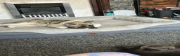 Akita dogs for sale: female akita puppy  - Advert 4