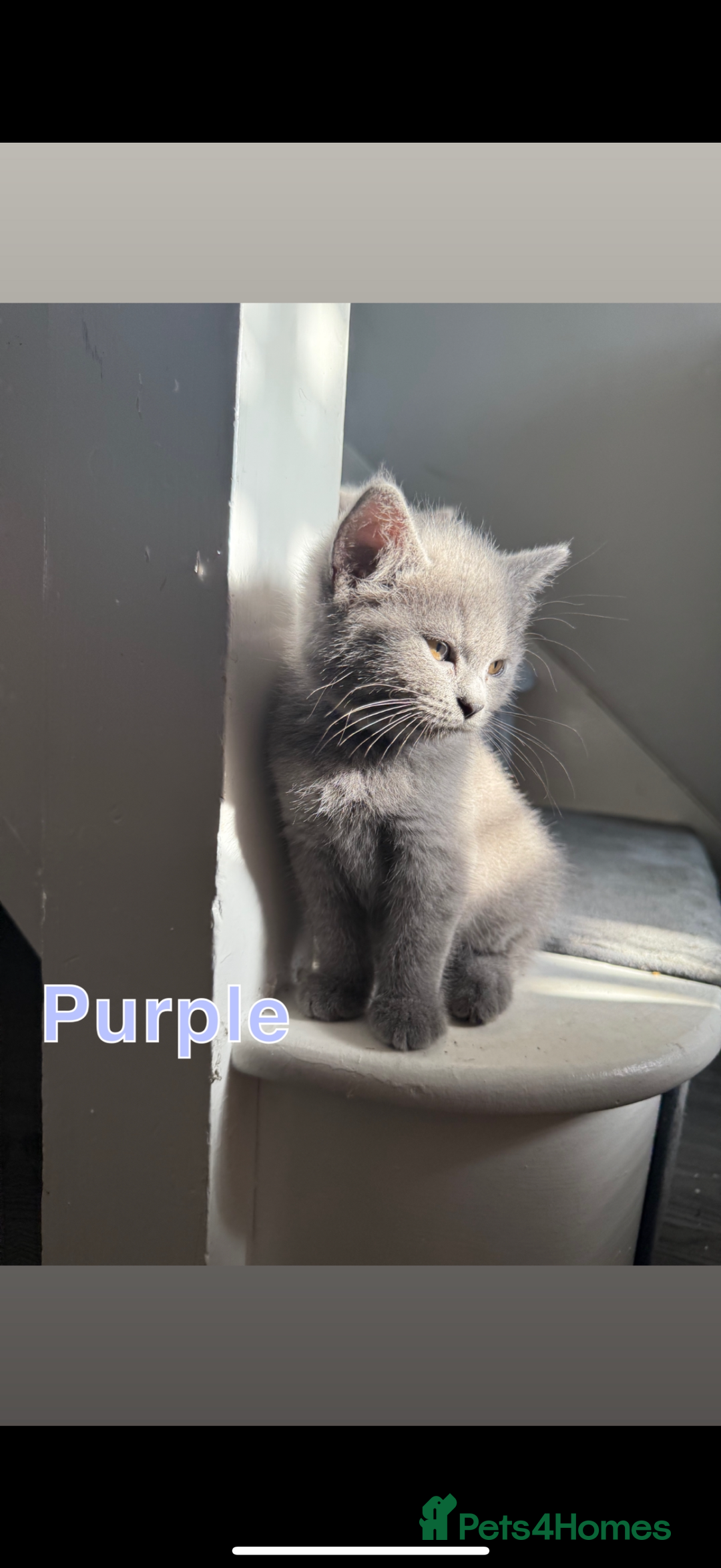 Mixed Breed cats for sale: 🐾 British Short Hair X Ragdoll Kittens 🐾 - Image 4