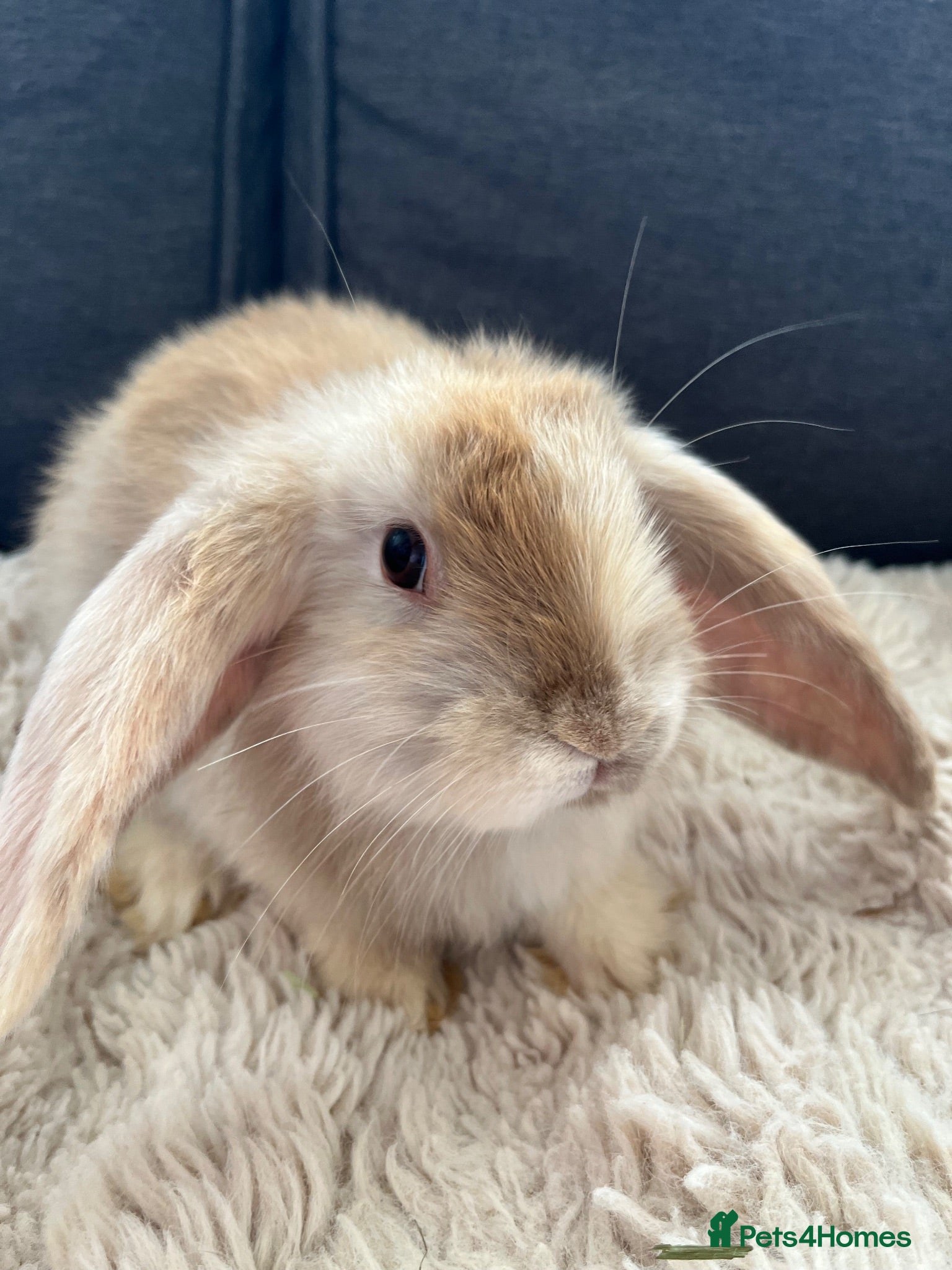 Mini Lop rabbits Bunny’s looking for their forever homes 🏡🐰 - Advert 2