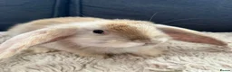 Mini Lop rabbits for sale: Bunny’s looking for their forever homes 🏡🐰 - Advert 2