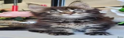 Maine Coon cats for sale: GCCF REGISTERED MAINE COON KITTENS - Advert 8