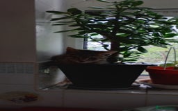 British Longhair cats for sale: Fully vaccinated kittens  - Image 4