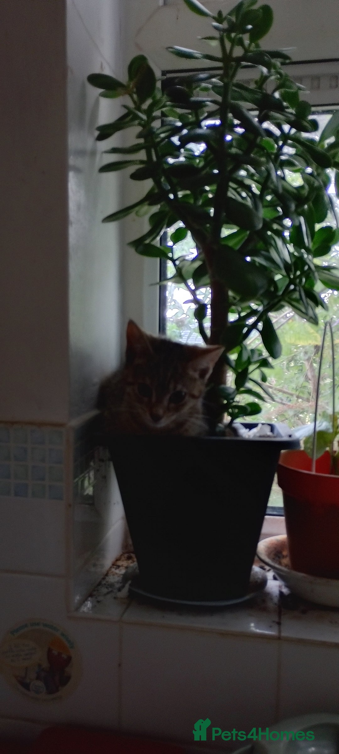 British Longhair cats for sale: Fully vaccinated kittens  - Image 4