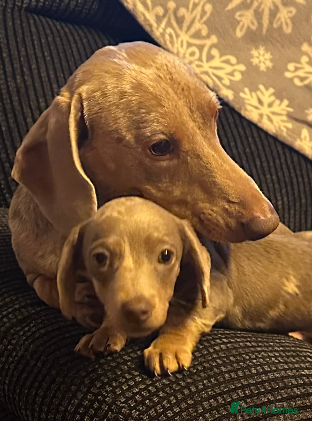 Miniature Dachshund dogs for sale: Dapple Mini Dachshund pup - Advert 4