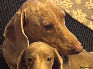 Miniature Dachshund dogs Dapple Mini Dachshund pup - Advert 1