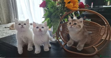 British Shorthair cats - Advert 8