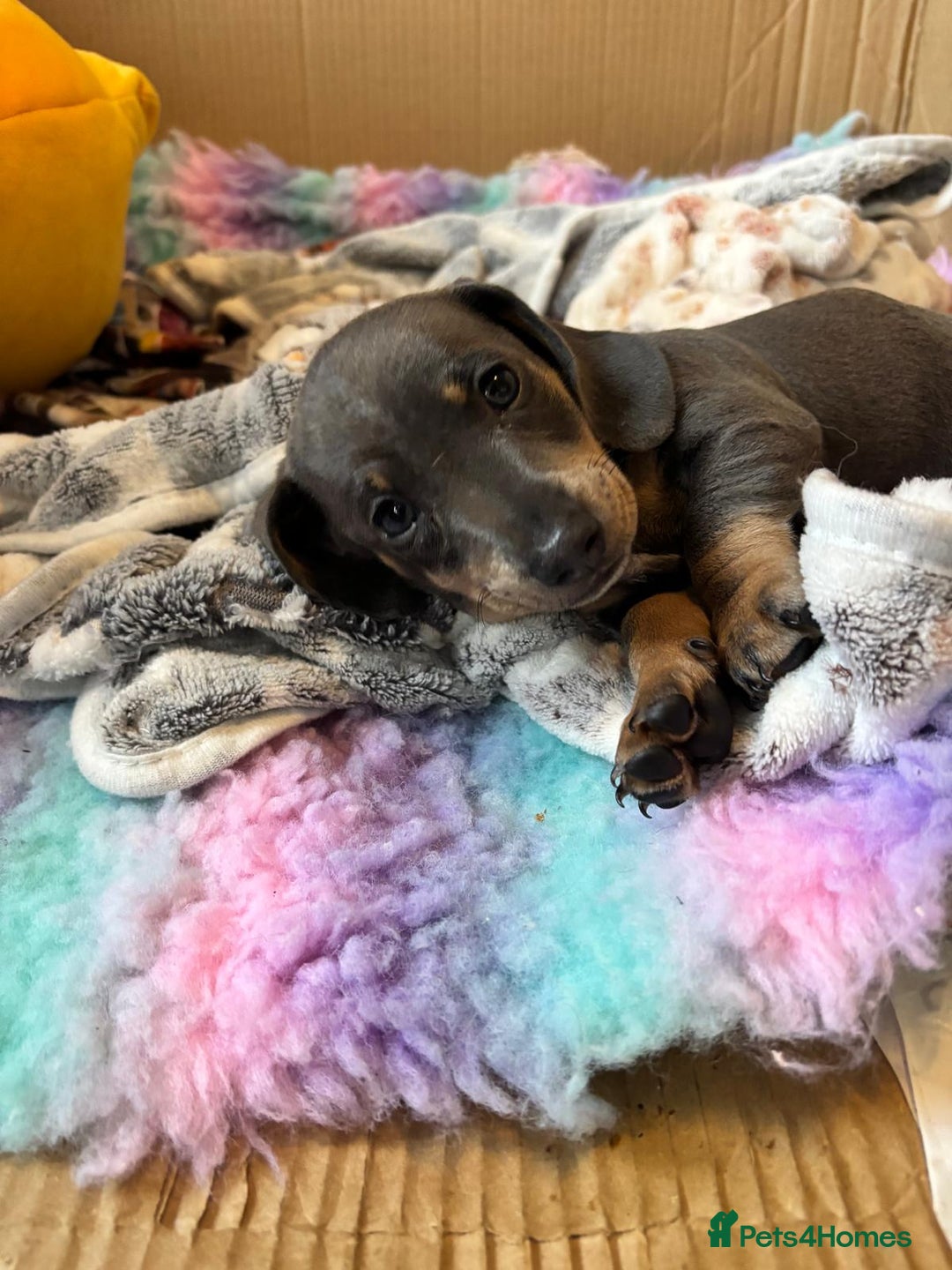 Dachshund dogs for sale: Ready now, last 3 Dachshund Puppies - Image 26