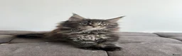Maine Coon cats for sale: Registered Maine coon girl - - Advert 4
