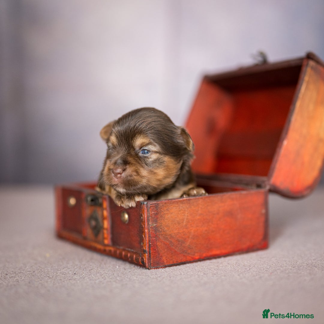 Yorkshire Terrier dogs for sale: Colorful Yorkshire Terrier puppies for sale - Image 20