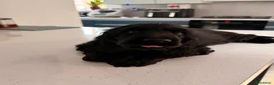 Cocker Spaniel 1