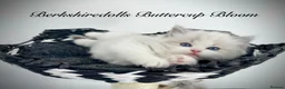 Ragdoll cats for sale: Gorgeous kittens with true ragdoll character - Advert 16
