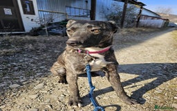 Mixed Breed dogs for adoption: A Beautiful and Gentle Girl - for a Loving Home - Image 23