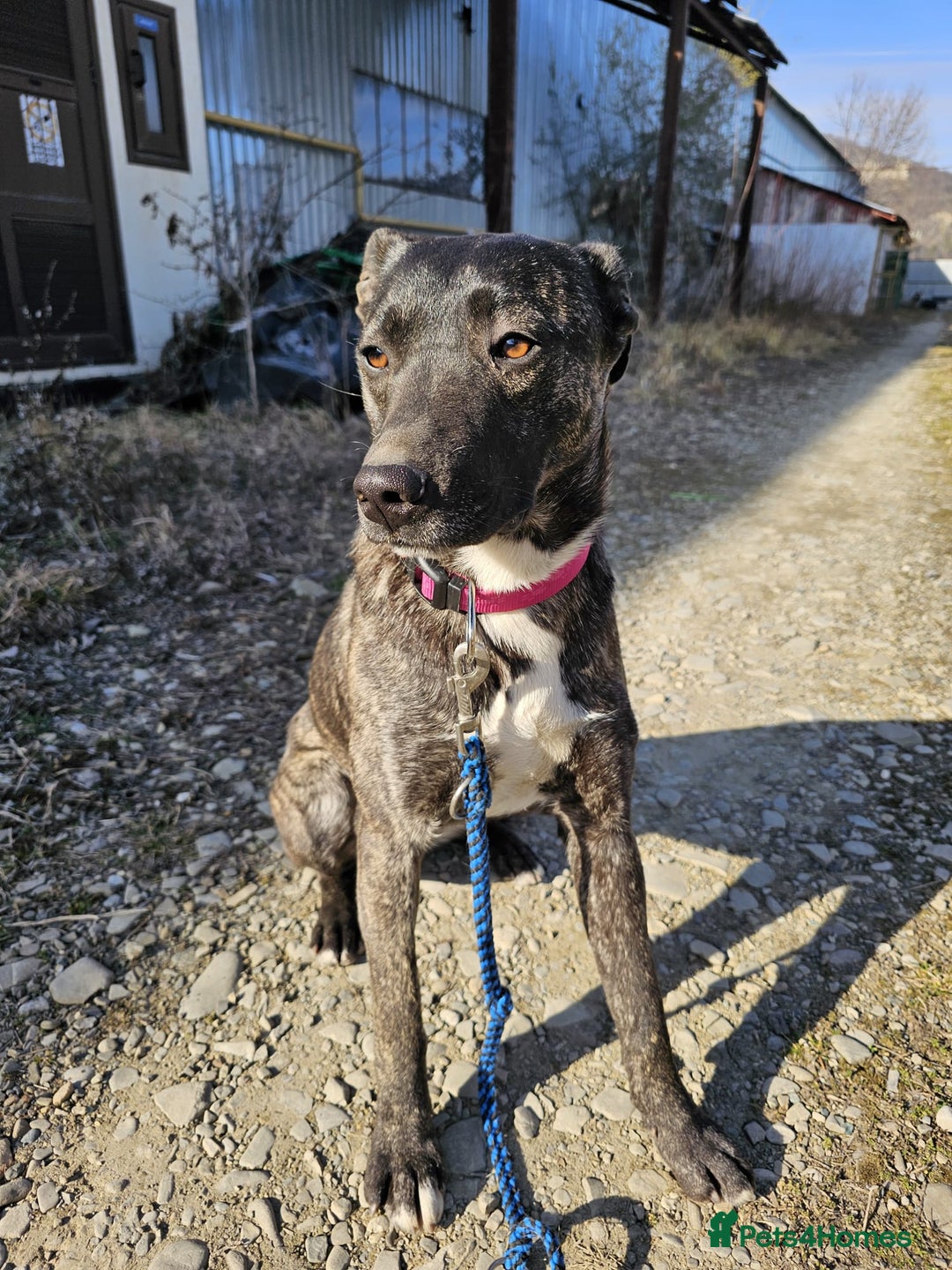 Mixed Breed dogs for adoption: A Beautiful and Gentle Girl - for a Loving Home - Image 23