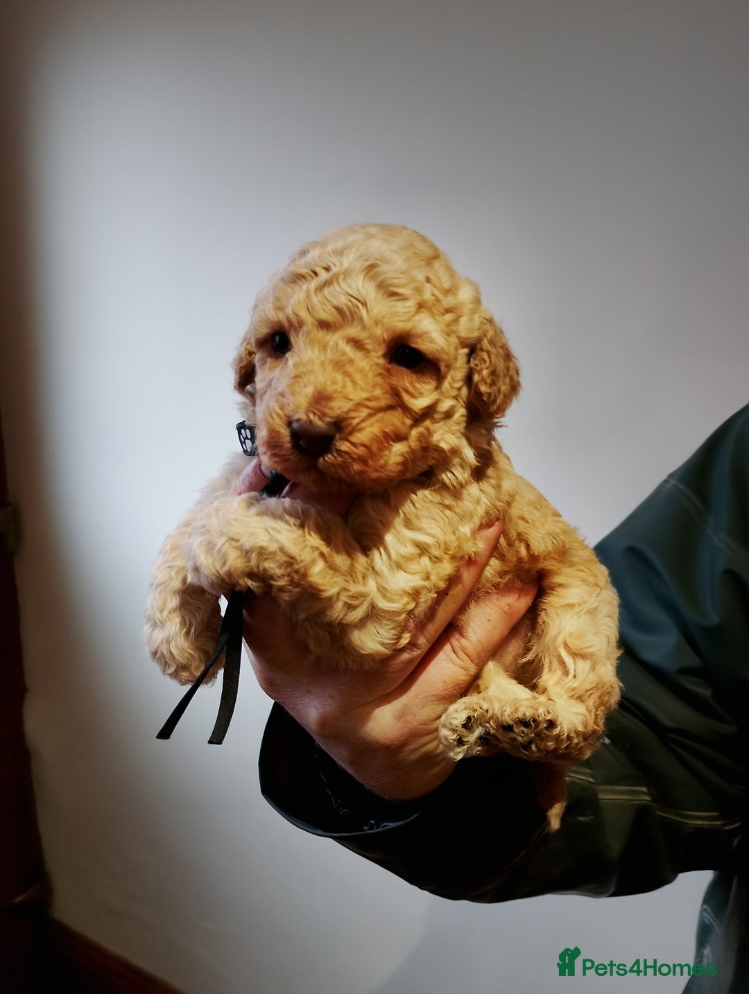 Cockapoo dogs for sale: Cockapoo puppies  - Advert 10