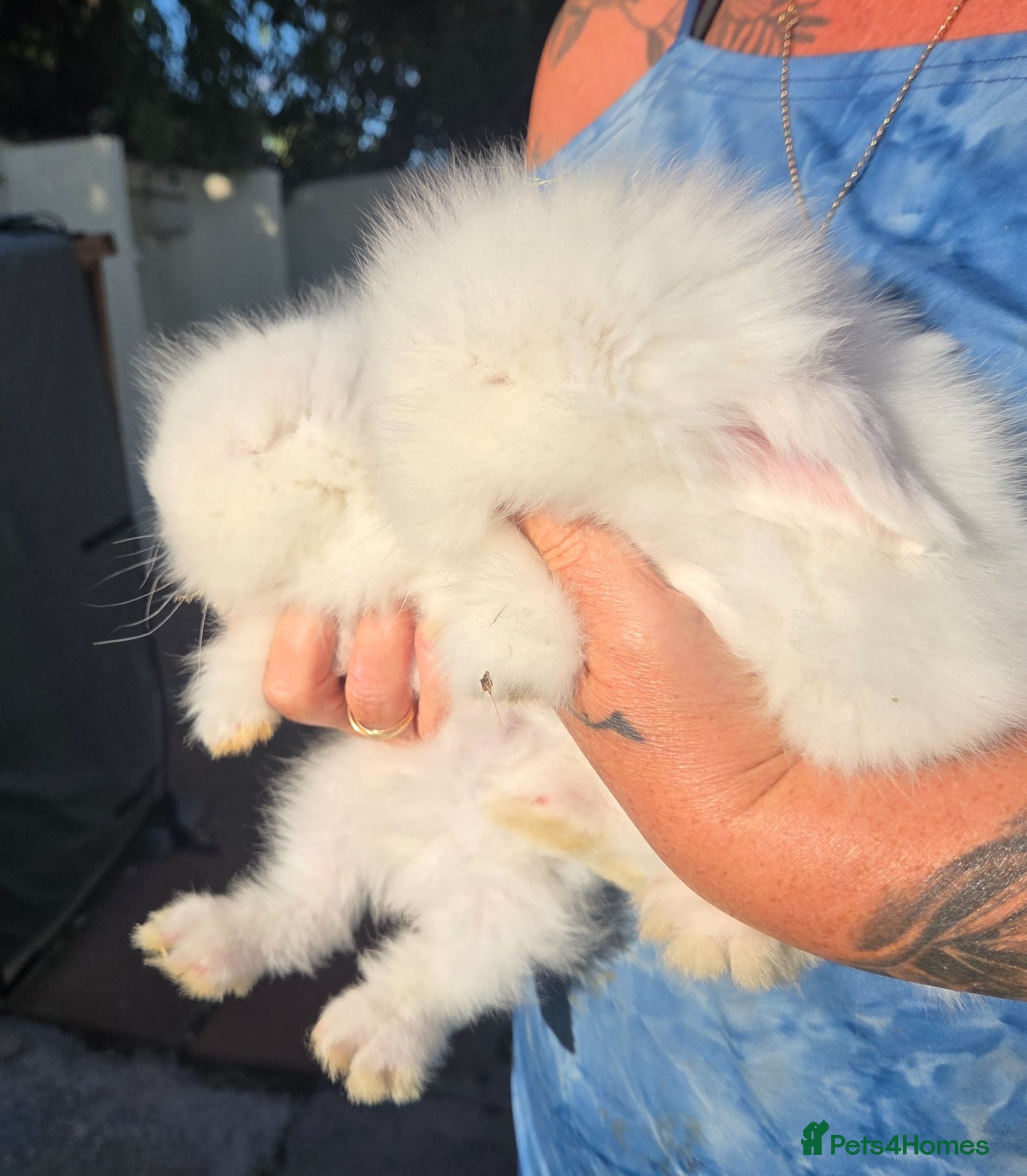 Angora rabbits Teddywidders ready to go now  - Advert 3