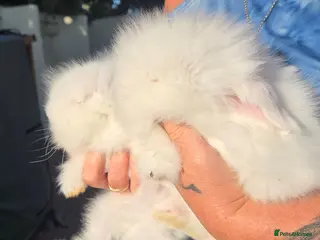 Angora rabbits Teddywidders ready to go now - Advert 3