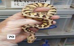 Python Snake reptiles for sale: Hatchling Royal Python's  - Image 37