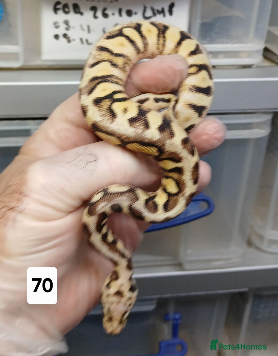 Python Snake reptiles for sale: Hatchling Royal Python's  - Image 37
