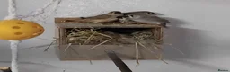 Finches birds for sale: zebra finches males and females read description  in Barnsley - Advert 4