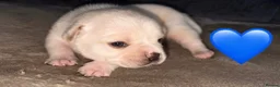 Frug dogs for sale: 6 beautiful Frug Puppies  - Advert 4