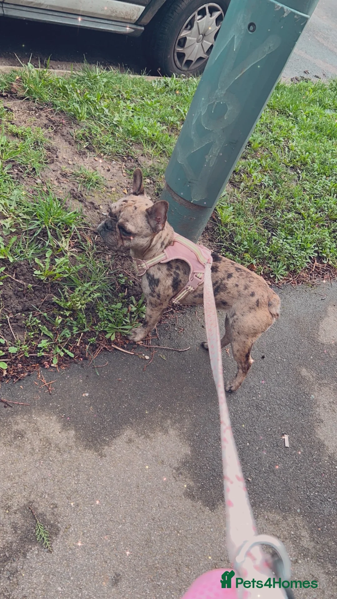 French Bulldog dogs for sale: 11 month old female french bulldog  - Advert 3