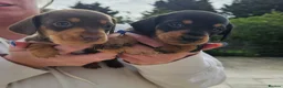 Miniature Dachshund dogs for sale: Miniature dachshund puppies  - Advert 19