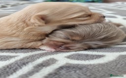 Chihuahua dogs for sale: Cream Chihuahua and pomeranian for sale - Image 10